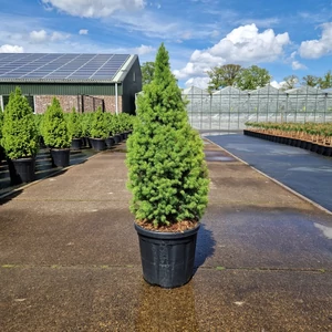 Cukorsüvegfenyő    PICEA GLAUCA CONICA PERFECTA 80/100 K18