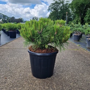 Törpe japán erdeifenyő  PINUS DENSIFLORA LOW GLOW 35/40 K15