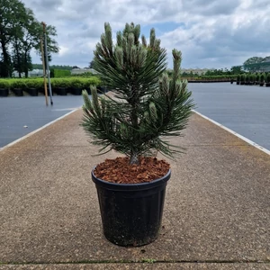 Törpe páncélfenyő PINUS LEUCODERMIS COMPACT GEM 40/+ K8
