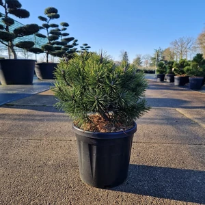 Törpefenyő PINUS MUGO MOPS 25/30 K8