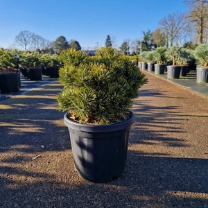 Törpefenyő PINUS MUGO SHERWOOD COMPACT 25/+ K6