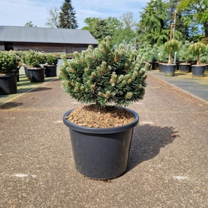 TörpefenyőPINUS MUGO SHERWOOD COMPACT 35/40 K12