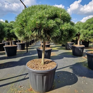 Hosszútűjű gömb feketefenyő  PINUS NIGRA BREPO T50 80/90 K80