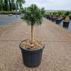 Hosszútűjű gömb feketefenyő  PINUS NIGRA GREEN PEARL T20 K6