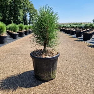 Törpe feketefenyő PINUS NIGRA SUMMER BREEZE 25/30 K6