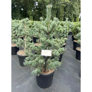 Japán fehérfenyő PINUS PARVIFLORA AUI 40/50 K8