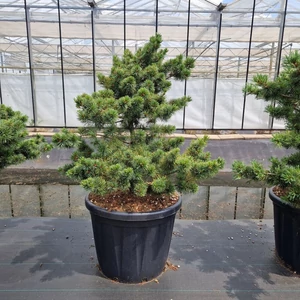 Japán fehérfenyő PINUS PARVIFLORA FUKU-ZU-MI 80/100 K80
