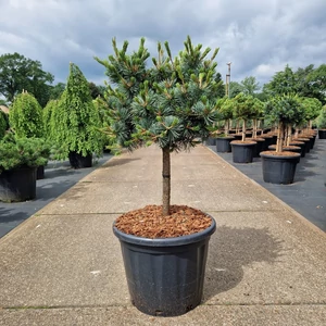Japán fehérfenyő PINUS PARVIFLORA NEGISHI T40 40/50 K35