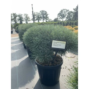 Erdeifenyő PINUS SYLVESTRIS CHANTRY BLUE 35/40 K18