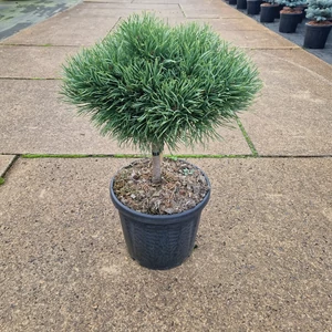 Törpe erdeifenyő   PINUS SYLVESTRIS MARTHAM T20 25/30 K8