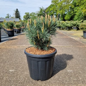 Törpe erdeifenyő   PINUS SYLVESTRIS WATERERI 35/40 K15