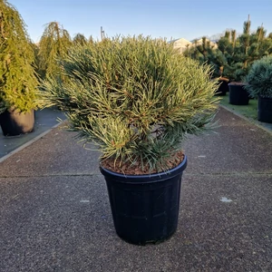 Törpe erdeifenyő   PINUS SYLVESTRIS WATERERI 40/45 K18