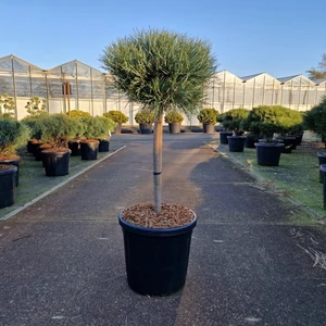 Törpe erdeifenyő   PINUS SYLVESTRIS WATERERI T40 35/+ K18