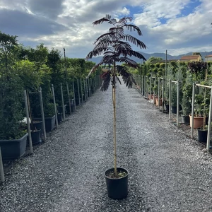 Selyemakác  ALBIZIA JULIBRISSIN SUMMER CHOCOLATE T150 K15