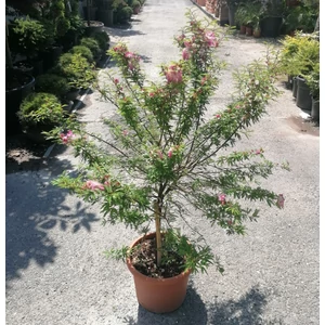 Balkon selyemakác CALLIANDRA SURINAMENSIS DIXIE PINK T50 K15