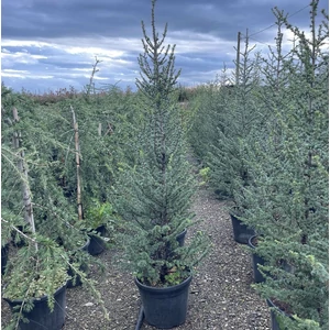 Atlasz cédrus CEDRUS ATLANTICA 150/170 K45