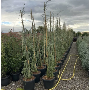 Kék csüngő atlasz cédrus CEDRUS ATLANTICA GLAUCA PENDULA 200/+ K45