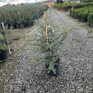 Kék csüngő atlasz cédrus CEDRUS ATLANTICA GLAUCA SINPHONYE (CONO) 100/+ K