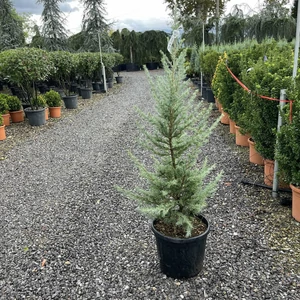 Kék himalájai cédrus  CEDRUS DEODARA BUSH ELECTRA 100/+ K20