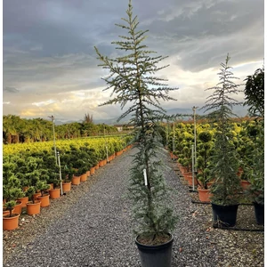 Kék himalájai cédrus  CEDRUS DEODARA BUSH ELECTRA 250/+ K45