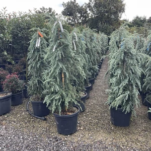Kék terülő himalájai cédrus CEDRUS DEODARA FEELIN BLUE 120/150 K35