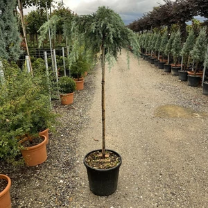 Kék terülő himalájai cédrus CEDRUS DEODARA FEELIN BLUE T120 K25