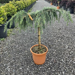 Kék terülő himalájai cédrus CEDRUS DEODARA FEELIN BLUE T50 K9