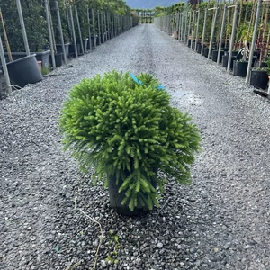 Törpe japán szugifenyő  CRYPTOMERIA JAPONICA GLOBOSA NANA 20/40 K9
