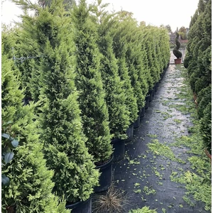 Arany lombú leyland ciprus CUPRESSOCYPARIS LEYLANDII GOLD RIDER 175/200 K30