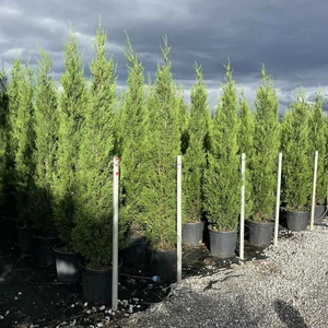 Leyland ciprus   CUPRESSOCYPARIS LEYLANDII PYRAMIDALIS 170/+ K25