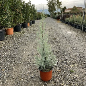 Oszlopos, kék arizoniai ciprus CUPRESSUS ARIZONICA FASTIGIATA 60/+ K3