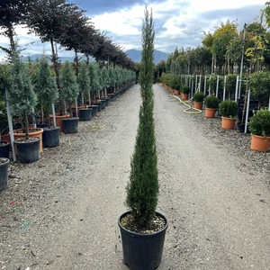 Európai ciprus CUPRESSUS SEMPERVIRENS BLUE SKY 100/120 K18