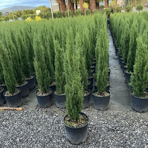 Európai ciprus   CUPRESSUS SEMPERVIRENS TOTEM 100/+ K9