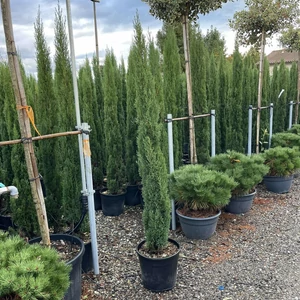 Európai ciprus   CUPRESSUS SEMPERVIRENS TOTEM 120/150 K18