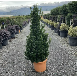 Japán kecskerágó EUONYMUS JAPONICUS BENKOMASAKI ERECTA KÚP 100/120 K25