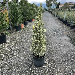 Japán kecskerágó EUONYMUS JAPONICUS BRAVO 100/+ K18
