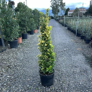 Japán kecskerágó EUONYMUS JAPONICUS ELEGANTISSIMUS AUREUS 100/+ K18