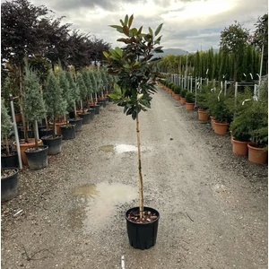 Örökzöld liliomfa MAGNOLIA GRANDIFLORA LITTLE GEM T80 K15