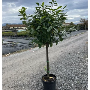 Közönséges babérmeggy  PRUNUS LAUROCERASUS NOVITA T80 K20