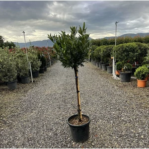 Keskenylevelű babérmeggy   PRUNUS LAUROCERASUS OTTO LUYKEN T1/2 K20