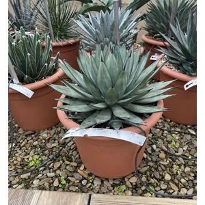 Agávé   AGAVE SHARKSKIN K12