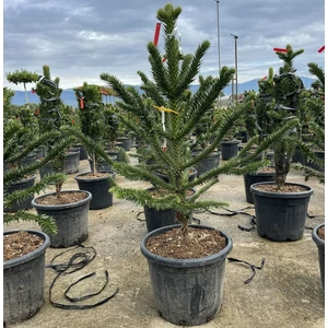 Chilei fenyő   ARAUCARIA ARAUCANA 90/100 K35