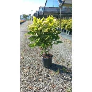Márványos babérsom  AUCUBA JAPONICA CROTONIFOLIA GOLD K5