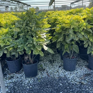 Márványos babérsom   AUCUBA JAPONICA CROTONIFOLIA GOLD K10