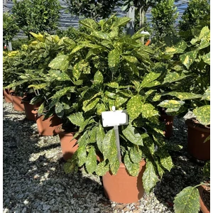 Márványos babérsom  AUCUBA JAPONICA CROTONIFOLIA GOLD K15