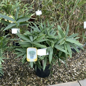 Törpe bambusz   BAMBUSA NANA LONGIFOLIA (SASA VEITCHII) K10