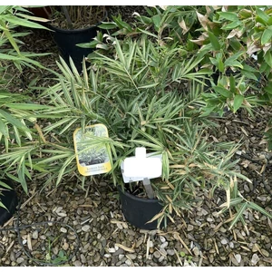 Tarka törpe bambusz  BAMBUSA NANA VARIEGATA (PLEIOB.FOR.ARGENTEOM.) K10