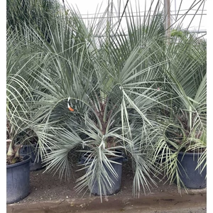 ZselépálmaBUTIA CAPITATA 125/150 K70