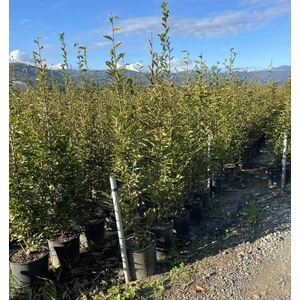 Oszlopos gyertyán   CARPINUS BETULUS FASTIGIATA 150/200 K18