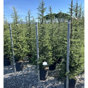 Atlasz cédrus   CEDRUS ATLANTICA 125/150 K25
